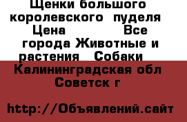 Щенки большого (королевского) пуделя › Цена ­ 25 000 - Все города Животные и растения » Собаки   . Калининградская обл.,Советск г.